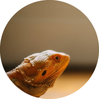 Goober_the_bearded_dragon